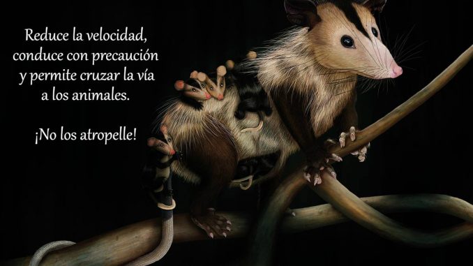 Atropello Fauna Silvestre