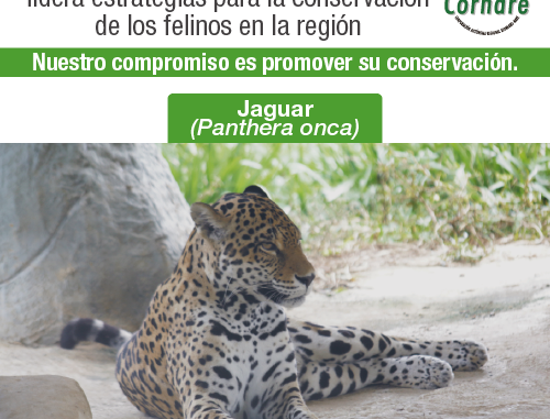 Felinos en peligro