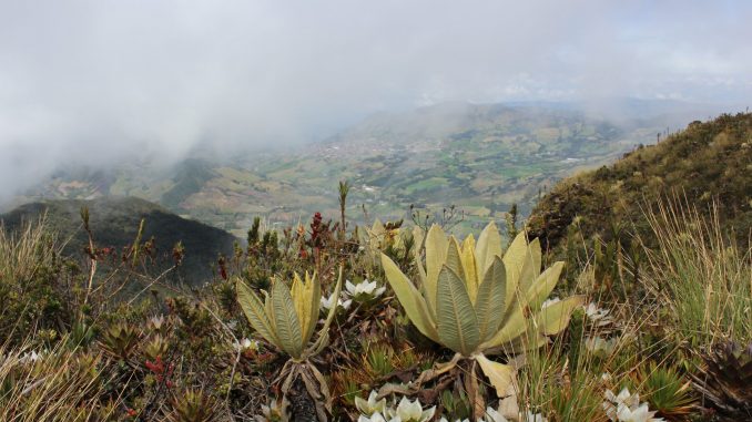 Frailejón Cerro Las Palomas