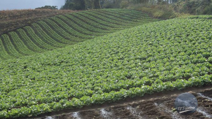 Cultivo de Lechuga Sonsón