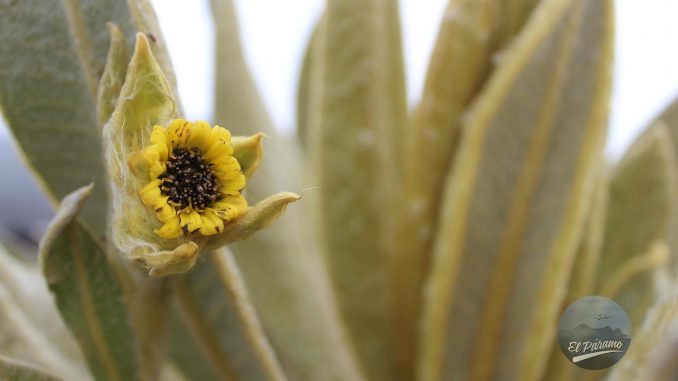Frailejón