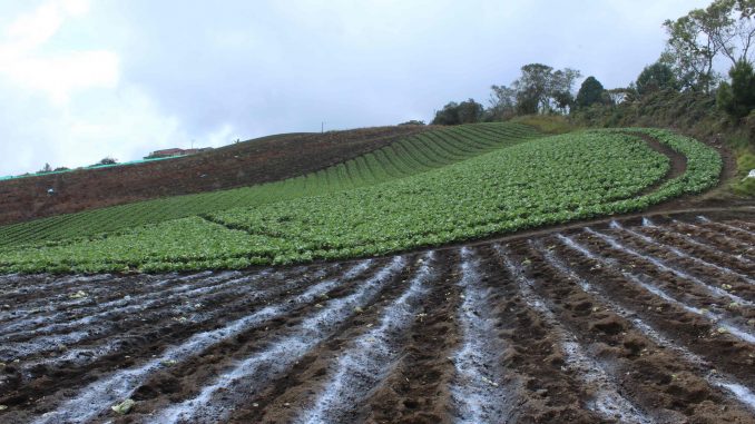 Cultivo