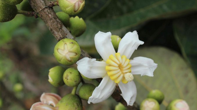 Flor