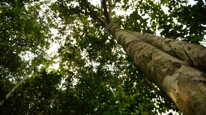 Árbol