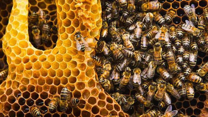 Abejas