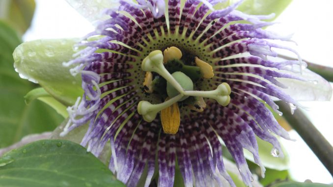 Flor-Granadilla