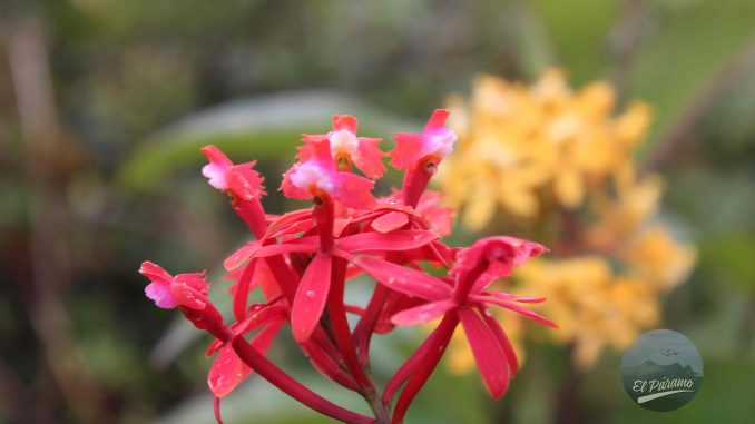 Flores
