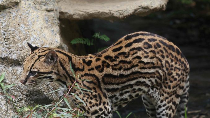 Foto-conflicto-humano-felino
