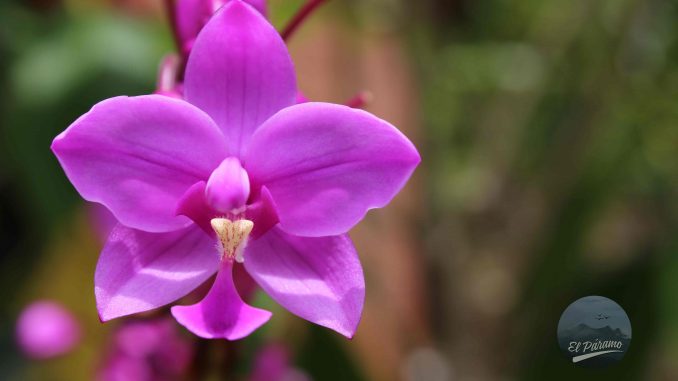 Orquídea