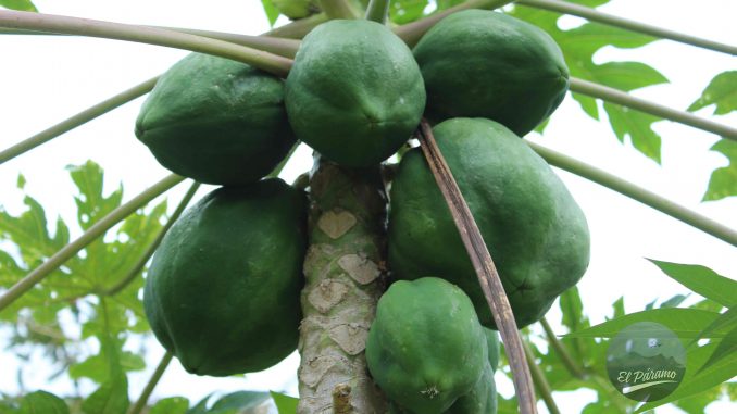 Papayas