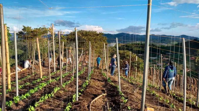 Ecotutorado