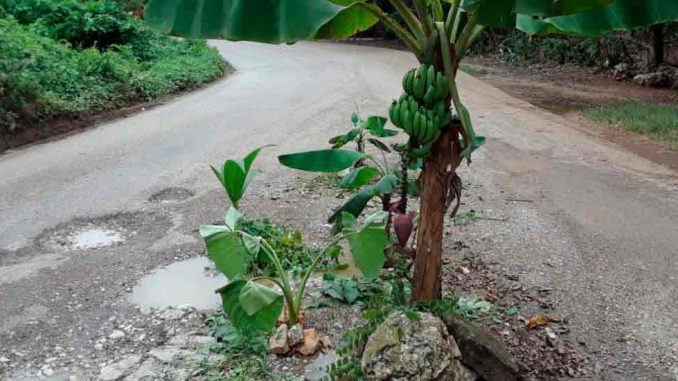 Plantas-de-Platano