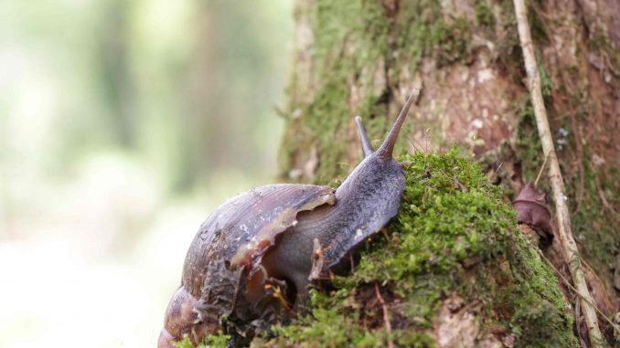 Caracol-Africano