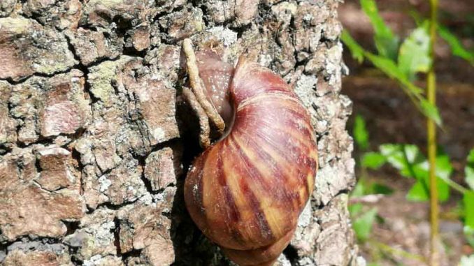 Caracol-Gigante-Africano