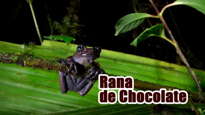 Rana-Chocolate