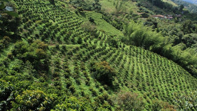 Cultivo de Café