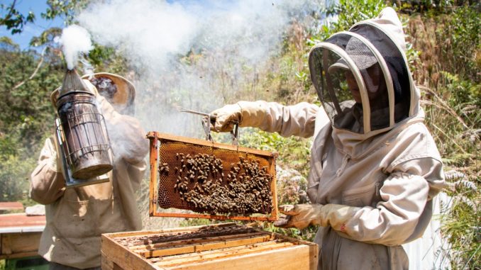Abejas 1