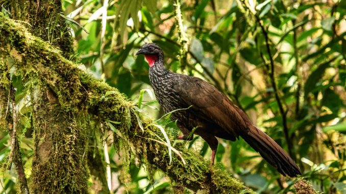 Biodiversidad-Colombia