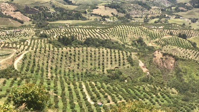 Cultivo Sonsón