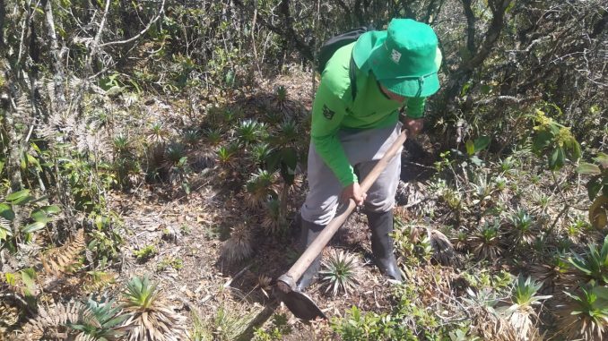 Reforestación