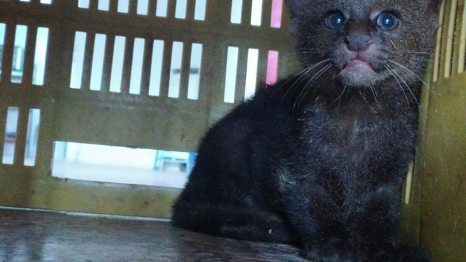 Jaguarundi