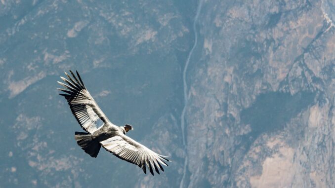 Condor