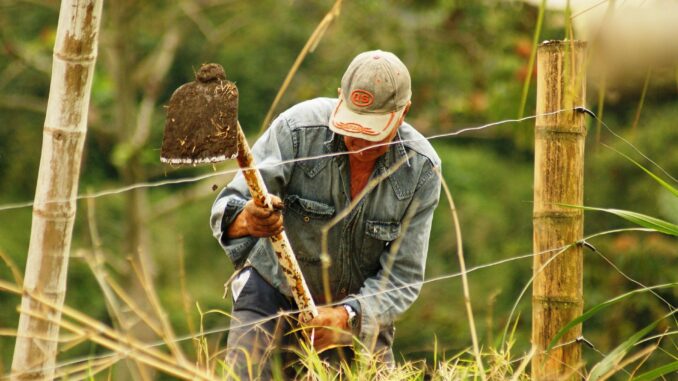 Campesino