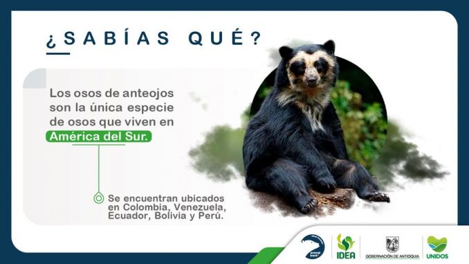 Oso