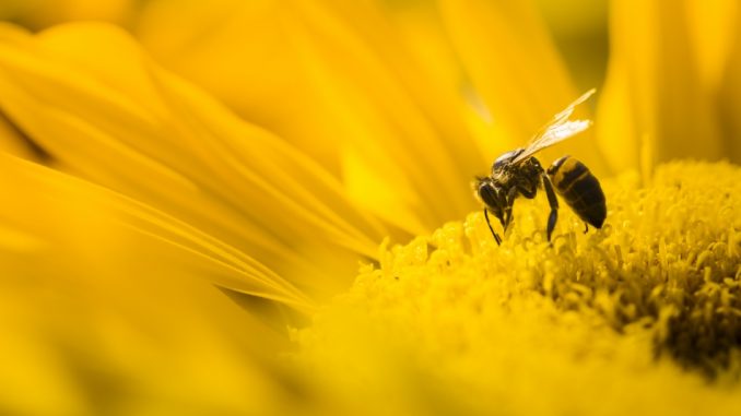Abeja