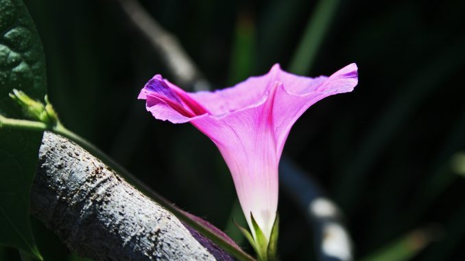 Flor de la Gloria de la mañana