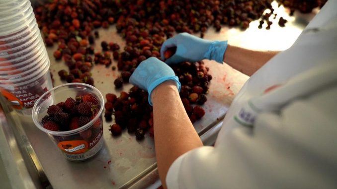 Productores de Mora