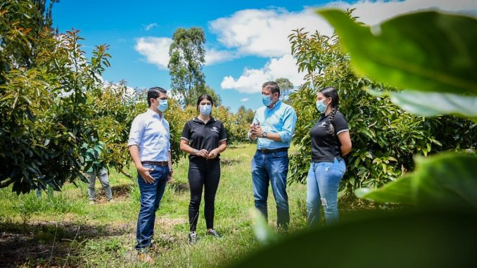 Proceso de certificación de predio exportable de cultivo de agucate