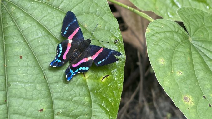 Guía de Mariposas