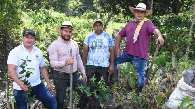 Cultivo Limón Tahití