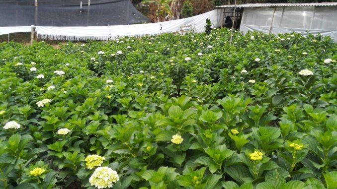 Cultivo de Hortensia