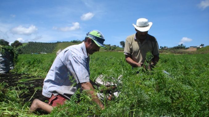Campesinos Antioquia
