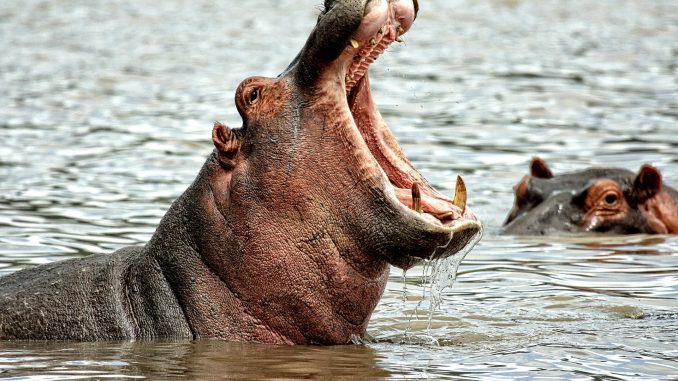Hipopotamo, especie invasora