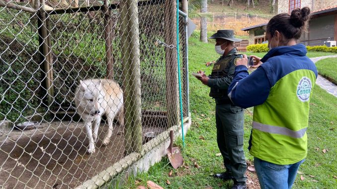 Caso presunto lobo Rionegro
