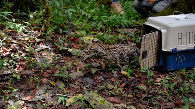 Liberación ocelote