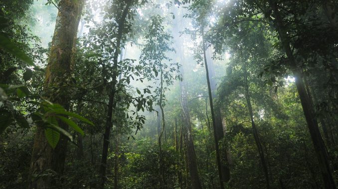 Bosque Tropical