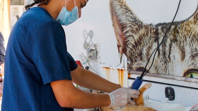 Jornada-Esterilización-Abejorral