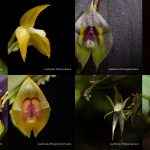 Ocho nuevas especies de orquídeas descubiertas en Colombia llevan los nombres de destacadas mujeres del país