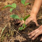 Cornare lanza estrategia para restaurar ecosistemas con apoyo de las comunidades