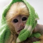Tráfico ilegal de fauna: mueren dos primates y otros cuatro luchan por sobrevivir tras intento de sacarlos del país por el aeropuerto de Rionegro