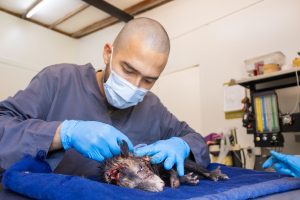 Zarigüeya muere tras brutal ataque en Nariño: Cornare hace llamado a proteger la fauna silvestre