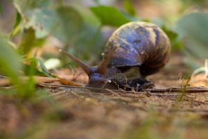 Aumenta la presencia del caracol africano en la región Cornare: ya son ocho municipios afectados