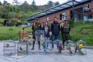 Incautan 10 aves durante operativo contra el tráfico de fauna silvestre en El Peñol y Guatapé