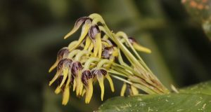 Descubren en Sonsón nueva especie de orquídea gracias a la ciencia ciudadana
