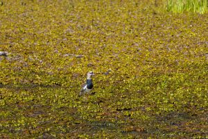 Avanza la recuperación ecológica del humedal Abreo Malpaso en Rionegro