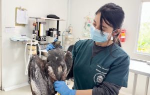 Águila coliblanca y gallinazo, heridos con perdigones, se recuperan en el CAV de Cornare